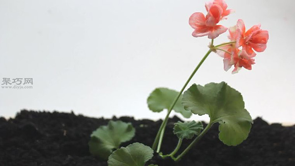 怎么样养护花朵 教你种花步骤(图5)