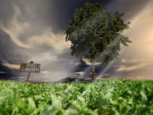 种植甘蓝图解教程 如何种植甘蓝(图19)