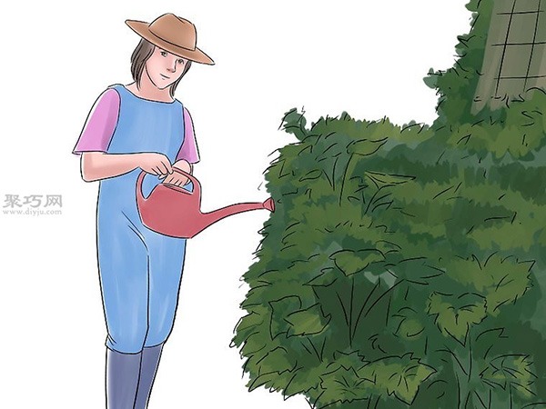 种黄瓜图片教程 怎么样种黄瓜(图13)