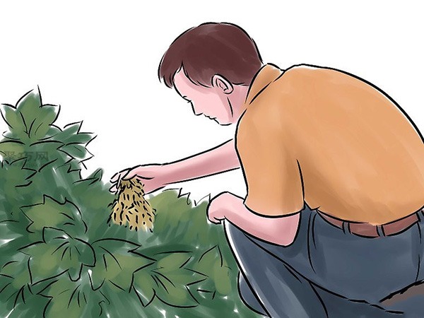 种黄瓜图片教程 怎么样种黄瓜(图12)