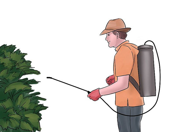 种黄瓜图片教程 怎么样种黄瓜(图15)