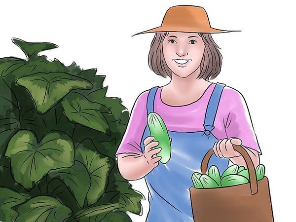 种黄瓜图片教程 怎么样种黄瓜(图16)