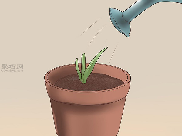如何繁殖新芦荟 种芦荟图解教程(图7)