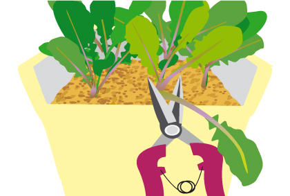 种植芝麻菜方法技巧 芝麻菜剔苗注意事项(图6)