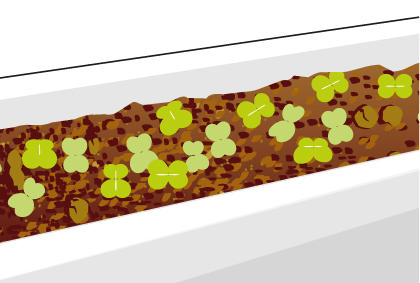 种植芝麻菜方法技巧 芝麻菜剔苗注意事项 - 功圣花卉