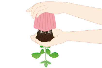 阳台盆栽毛豆小技巧 如何种植大豆(图4) 阳台盆栽毛豆小技巧 如何种植大豆(图4)