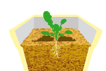 种植芝麻菜方法技巧 芝麻菜剔苗注意事项(图5)