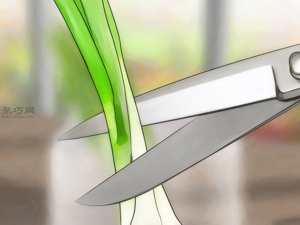 怎么在玻璃罐里种植葱 来看种植大葱教程(图4)