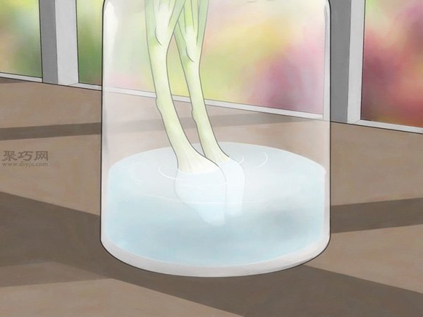 怎么在玻璃罐里种植葱 来看种植大葱教程(图3)