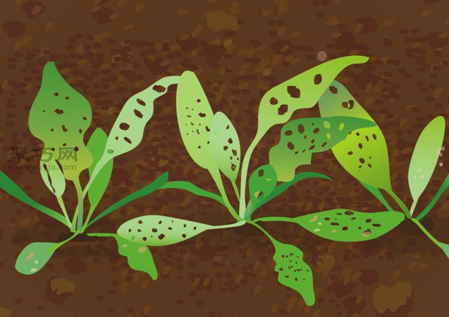 菠菜的盆栽种植技巧 如何防治菠菜常见病(图3) 菠菜的盆栽种植技巧 如何防治菠菜常见病(图3)