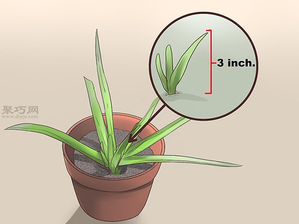 如何繁殖新芦荟 种芦荟图解教程(图3)