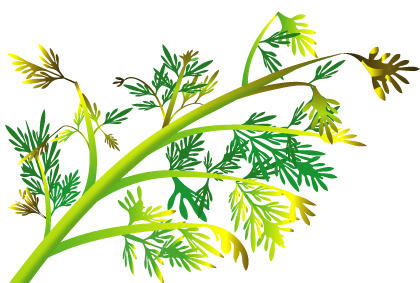 保护胡萝卜免于疾病的技巧 阳台蔬菜种植技术(图3) 保护胡萝卜免于疾病的技巧 阳台蔬菜种植技术(图3)