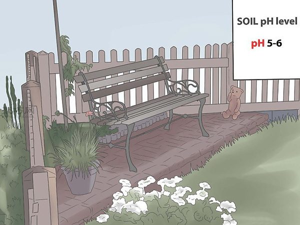 栽种栀子花图解教程 怎么栽种栀子花(图3)