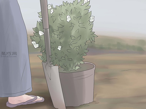 栽种栀子花图解教程 怎么栽种栀子花(图6)