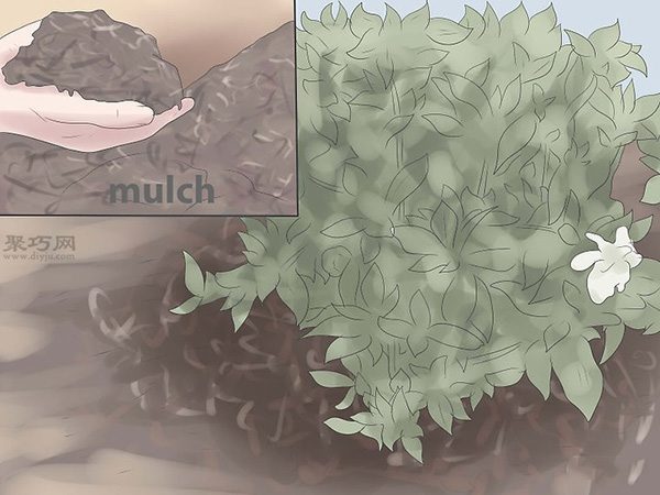 栽种栀子花图解教程 怎么栽种栀子花(图8)