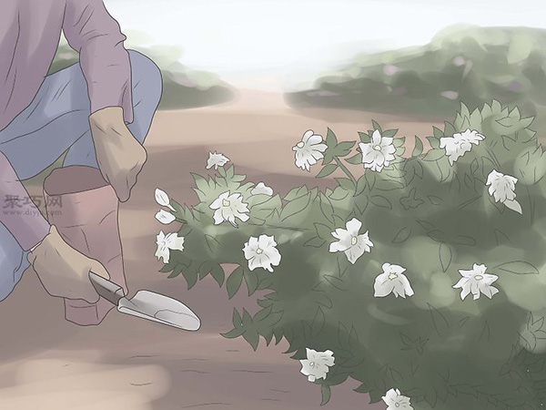 栽种栀子花图解教程 怎么栽种栀子花(图10)