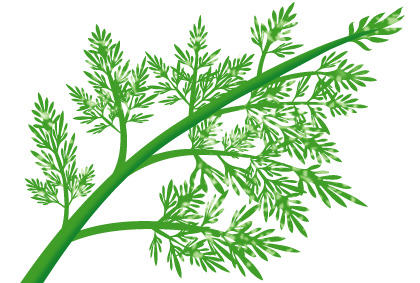 保护胡萝卜免于疾病的技巧 阳台蔬菜种植技术(图2) 保护胡萝卜免于疾病的技巧 阳台蔬菜种植技术(图2)