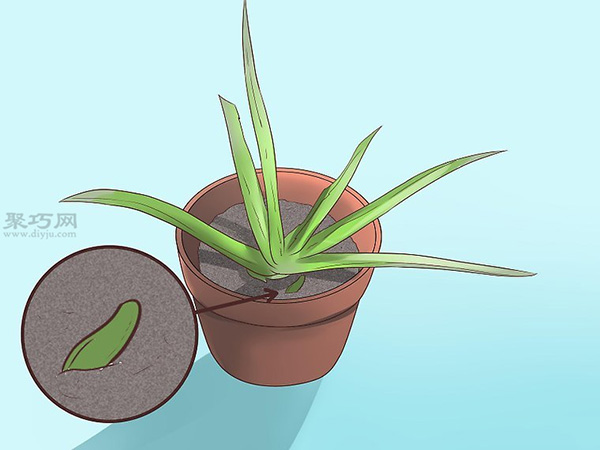 如何繁殖新芦荟 种芦荟图解教程 - 功圣花卉