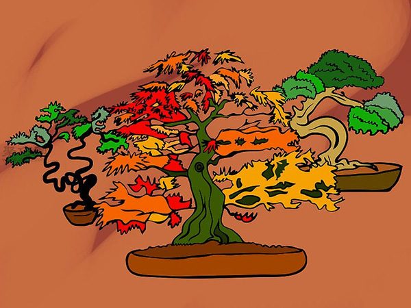 种植盆栽图片教程 怎样种植盆栽 - 功圣花卉