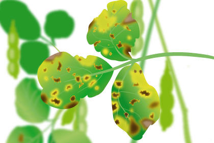 保护毛豆免受疾病侵害的要点 阳台种植蔬菜预防病虫害方法(图2)