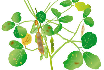 保护毛豆免受疾病侵害的要点 阳台种植蔬菜预防病虫害方法 - 功圣花卉