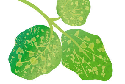 保护毛豆免受疾病侵害的要点 阳台种植蔬菜预防病虫害方法(图3)