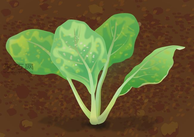 栽培油菜必备 如何提高油菜的病虫害防治(图2) 栽培油菜必备 如何提高油菜的病虫害防治(图2)