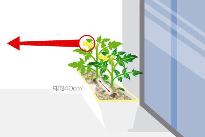 阳台菜园如何栽培番茄 番茄幼苗种植方法(图3)