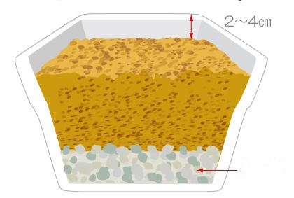 阳台菜园如何栽培番茄 番茄幼苗种植方法(图2)