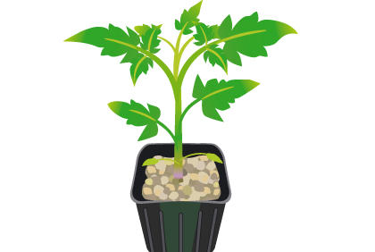 阳台菜园如何栽培番茄 番茄幼苗种植方法 - 功圣花卉