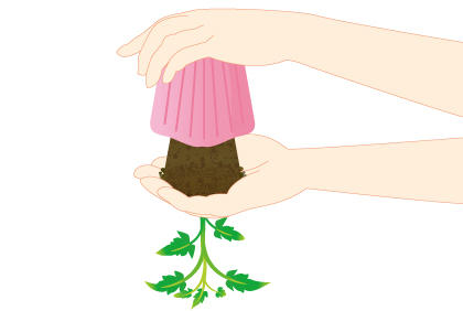 阳台菜园如何栽培番茄 番茄幼苗种植方法(图4)