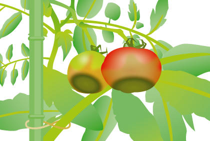 种植西红柿常见的三种疾病 预防西红柿病措施(图5) 种植西红柿常见的三种疾病 预防西红柿病措施(图5)