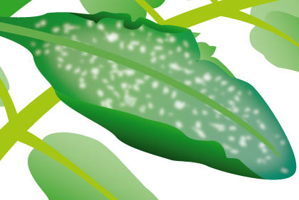 种植西红柿常见的三种疾病 预防西红柿病措施(图2) 种植西红柿常见的三种疾病 预防西红柿病措施(图2)