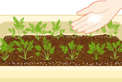 胡萝卜种植的要点 栽培红萝卜施肥注意事项(图2)