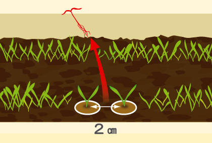 阳台盆栽胡萝卜方法 红萝卜育苗和间苗技巧(图2)