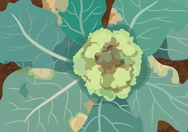 如何预防西兰花生病 西兰花病虫害类型及防治措施(图2) 如何预防西兰花生病 西兰花病虫害类型及防治措施(图2)