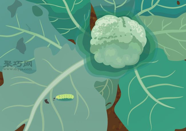 如何预防西兰花生病 西兰花病虫害类型及防治措施(图3) 如何预防西兰花生病 西兰花病虫害类型及防治措施(图3)