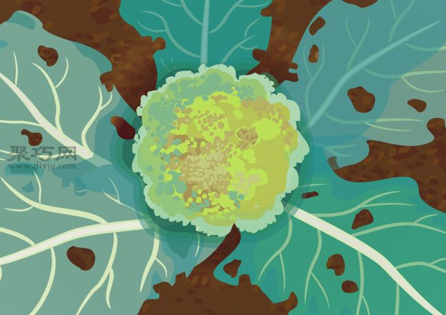 如何预防西兰花生病 西兰花病虫害类型及防治措施 - 功圣花卉