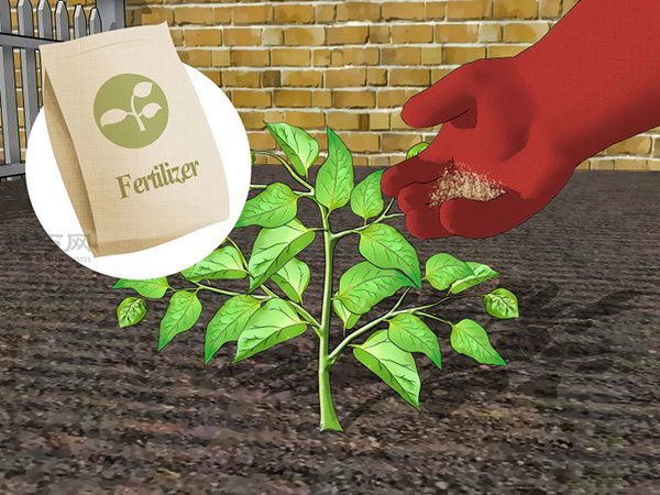 如何种辣椒 一起学种植辣椒教程(图5)
