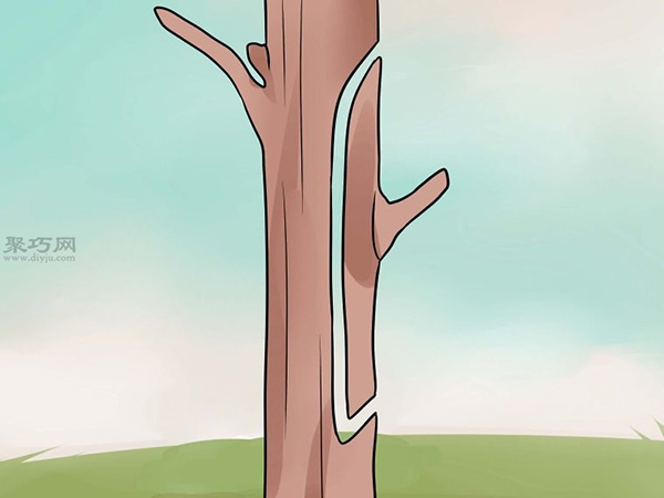 如何用芽接法嫁接树 来看嫁接树的方法(图3)