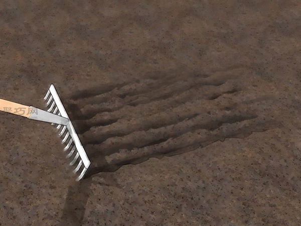 如何从种子或球茎种植葱 教你种植大葱的方法(图2)