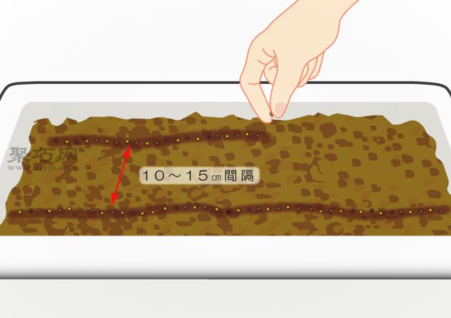 阳台种植小油菜技巧 轻松种植油菜方法(图2)