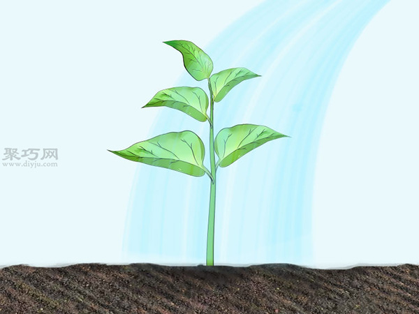 如何种辣椒 一起学种植辣椒教程(图2)