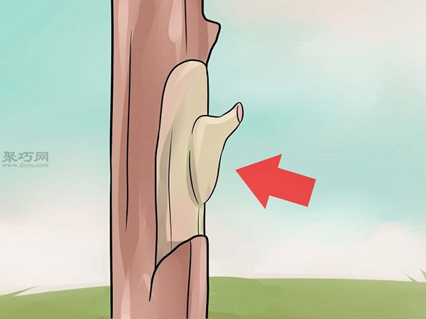 如何用芽接法嫁接树 来看嫁接树的方法(图7)