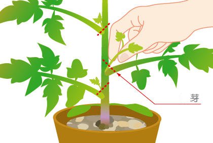 盆栽西红柿的日常管理 种植番茄技术(图2)