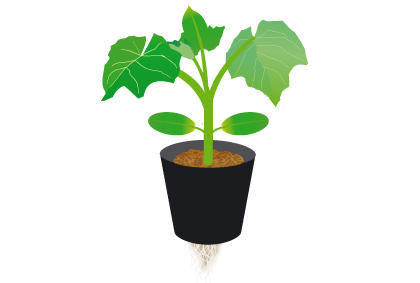 黄瓜种植日常管理方法 黄花怎样施肥浇水(图3)