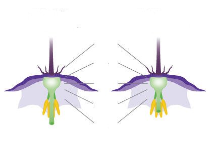 茄子种植日常管理方法 盆栽茄子怎样分枝施肥浇水(图3) 茄子种植日常管理方法 盆栽茄子怎样分枝施肥浇水(图3)