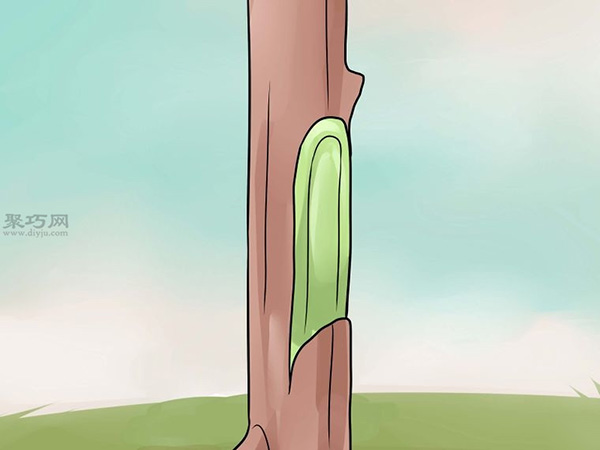 如何用芽接法嫁接树 来看嫁接树的方法(图2)