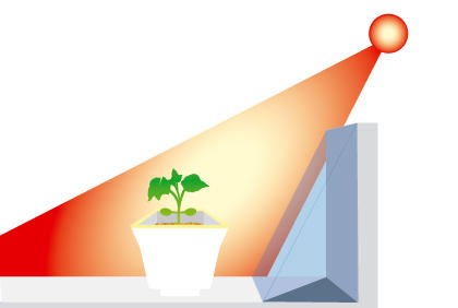 盆栽黄瓜育苗初期的注意事项 黄瓜苗种植方法(图4)