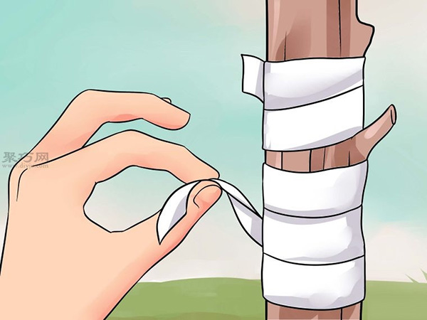 如何用芽接法嫁接树 来看嫁接树的方法(图6)